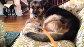 Growling German Shepherd  Attacking The Back Scratcher [upl. by Adnulahs688]