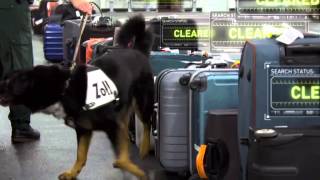 XRay Mega Airport Drug Sniffing Dog [upl. by Nosredna]