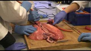 Biology  Lung Dissection  Preston College Ummer Rubani [upl. by Yknip]