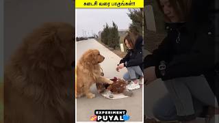 சிக்கன் வாங்கும் DOG❤ EXPERIMENT PUYAL [upl. by Annirok]