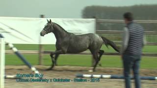 Kornets Boy Cornet Obolensky x Quickstar  Stallion  2015 [upl. by Sosna]