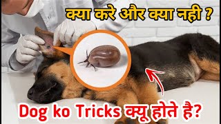 Remove ticks from your dog 100 working🔥  ticks क्यों होते हे [upl. by Aerda]