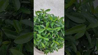 Ixora plant care ixoraplant রঙ্গন plantscare gardening fertilizer gardening youtubeshorts [upl. by Uah]