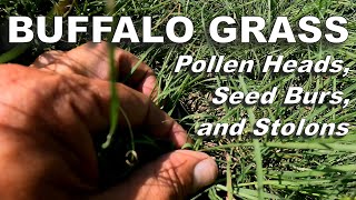 A Look at Buffalo Grass Seed Burs Pollen Heads Stolons and More [upl. by Rett455]