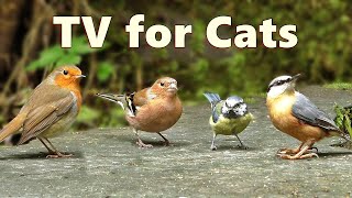 Cat TV Birds  Captivating Birds for Cats to Watch [upl. by Norrabal]