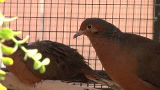 Birdwatching Tourists in Mexico Get Stopped by Gunmen [upl. by Eilsel720]