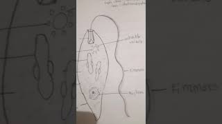 Phylum 1 Protozoa b Euglena  drawing [upl. by Fuld]