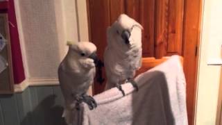 cockatoo loves elvis [upl. by Yerdna]