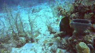 Filefish Triggerfish Belize April May 2024 [upl. by Darcee]