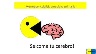 Meningoencefalitis amebiana primariaInfección por Naegleria fowleri Se come el cerebroTratamiento [upl. by Yoong]