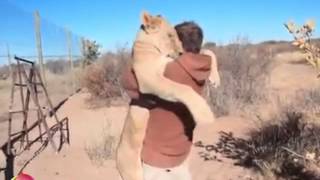 Beautiful Video Shows A Lioness Being Reunited With The Man Who Reared Her [upl. by Richter]