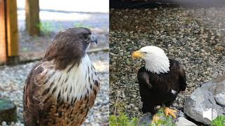 Redtailed Hawk and Bald Eagle Vocalization [upl. by Bensen]