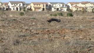 Golden Eagle Clobbers Dog [upl. by Nagam]