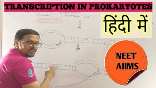 Transcription in prokaryotes in hindi [upl. by Yk625]