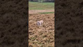 ferreting hunting rabbiting lurcher fieldsports rabbitexpress workingdog huntingdog [upl. by Alfreda502]