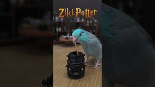 Youre a WIZARD ziki ✨️🧙‍♂️ [upl. by Aihtela]