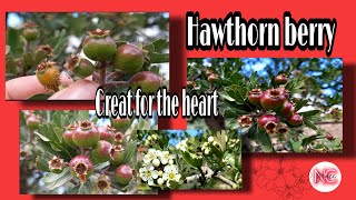 Hawthorn Berry Herbal medicine [upl. by Ekul]