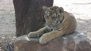 Tiger Temple Kanchanaburi Thailand  Świątynia Tygrysa Kanchanaburi Tajlandia [upl. by Alpert]