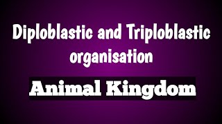 Diploblastic and triploblastic organisation  animal kingdom  class 11 Biology [upl. by Shull]