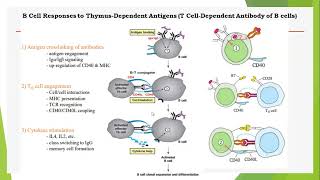 Lecture 4b B cell activation and differentiation immunological memory antibodies and function [upl. by Neau871]