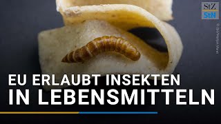 Insekten in Lebensmitteln Neue EURegel erlaubt Insektenpulver im Essen [upl. by Zubkoff]