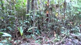 Colombia Amazon Leticia Jungle hike [upl. by Noiroc424]