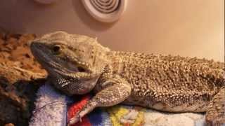 Sneezing Bearded Dragon [upl. by Misab]