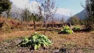 Kut a high value medicinal plant being cultivated in the Garhwal Himalaya Saussurea costus [upl. by Remos]