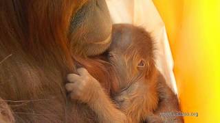 Endangered Baby Orangutan Born through FirstEver Successful Assisted Reproduction [upl. by Keelin]