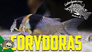 How to Breed Corydoras by Eric Bodrock at Cataclysm 2017 [upl. by Milburr]