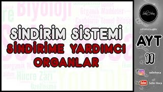 17 Sindirim Sistemi  Sindirime Yardımcı Organlar [upl. by Uria794]