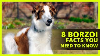 BORZOI 101  Interesting facts about the Borzoi you probably dont know [upl. by Anerbas]