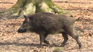 Wildschweine im Jägersburger Wald [upl. by Reiter518]