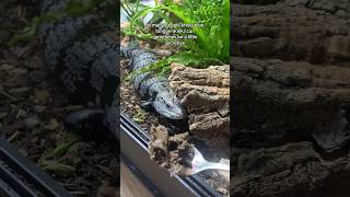 My Blue Tongue Skink Goes Wild For This [upl. by Elisabeth470]