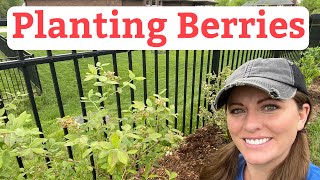 How to Plant Raspberries Blueberries and Blackberries  Beginner’s Guide To Plant Berries [upl. by Allcot]