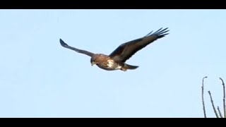 2024 0222 Buzzard and Kestrel hovering MOV [upl. by Diannne209]