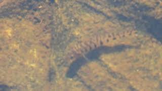 Juvenile pickerel [upl. by Cutler]