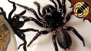 Is this too many funnelweb spiders Spider unboxing [upl. by Eelydnarb]