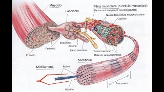 Anatomia dei muscoli scheletrici [upl. by Ahseneuq340]