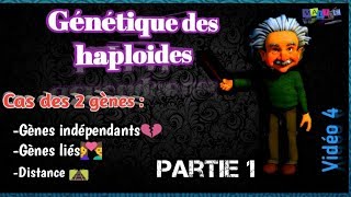 Vidéo 4 Génétique des haploides en arabe SVI S4 Partie 1 [upl. by Sue]