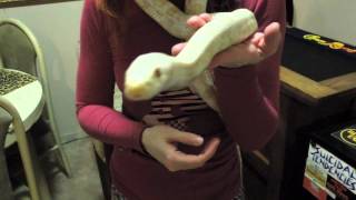 Motley the snow cornsnake update [upl. by Giulio]