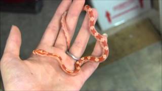 Baby Albino Motley Cornsnake [upl. by Pitzer51]