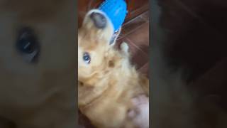 Cute dog SINGS when I see him ⭐️ broadway BernadettePeters dogvideos shorts broadway [upl. by Aveer]