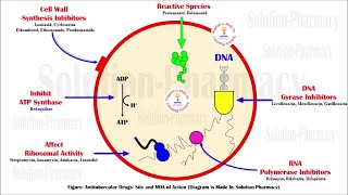 Topic 33 Antitubercular Drug  Isoniazid  Mechanism of Action of Isoniazid  MOA of Isoniazid [upl. by Kalikow]