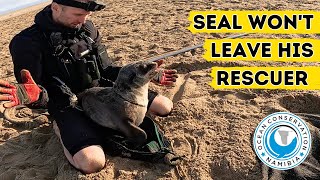 Seal Wont Leave His Rescuer [upl. by Marchese]