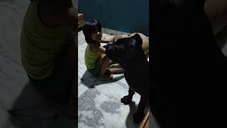 dog barking🧿 । cane corso cane canecorso funny doglover dogshorts viralvideo [upl. by Yattirb]