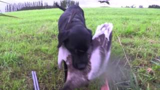 Goose Hunting ganzenjacht in Holland part 2 with browning 725 and field trial labrador [upl. by Osmund]