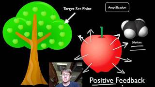 Positive and Negative Feedback Loops [upl. by Atirac]