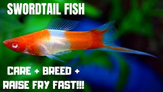 Swordtail Fish Care  Breed  Raise Fry Fast  the ESSENTIAL guide to keeping Swordtails [upl. by Zertnom]