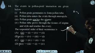 The events in pollenpistil interaction are given below i Pollen grain germi [upl. by Pulling]